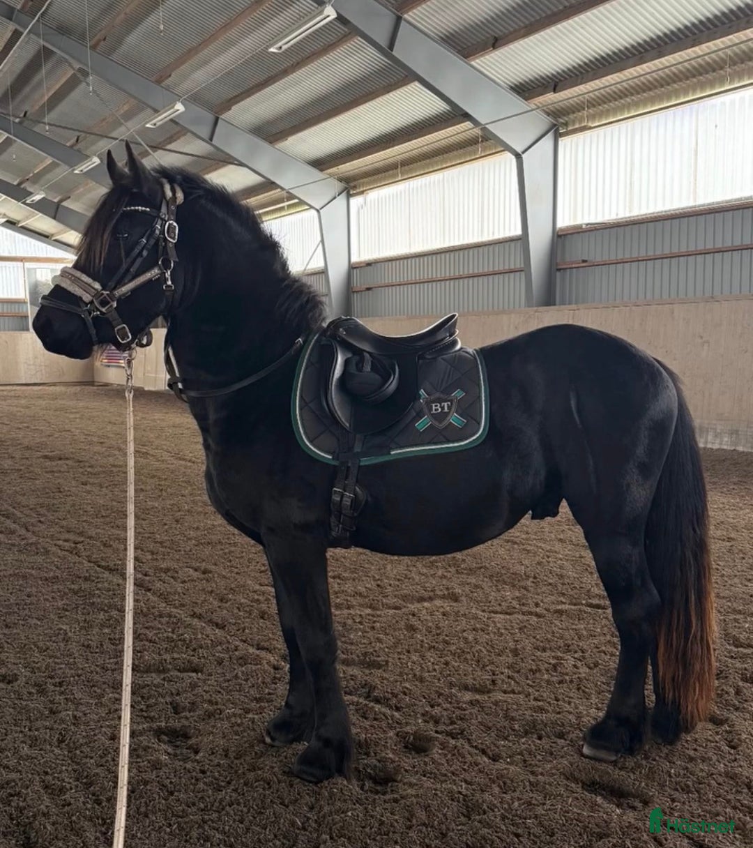 Övrigt hästar till salu: Charmig frieserkorsning – 4 årig unghingst i Saxtorp - Annons 2