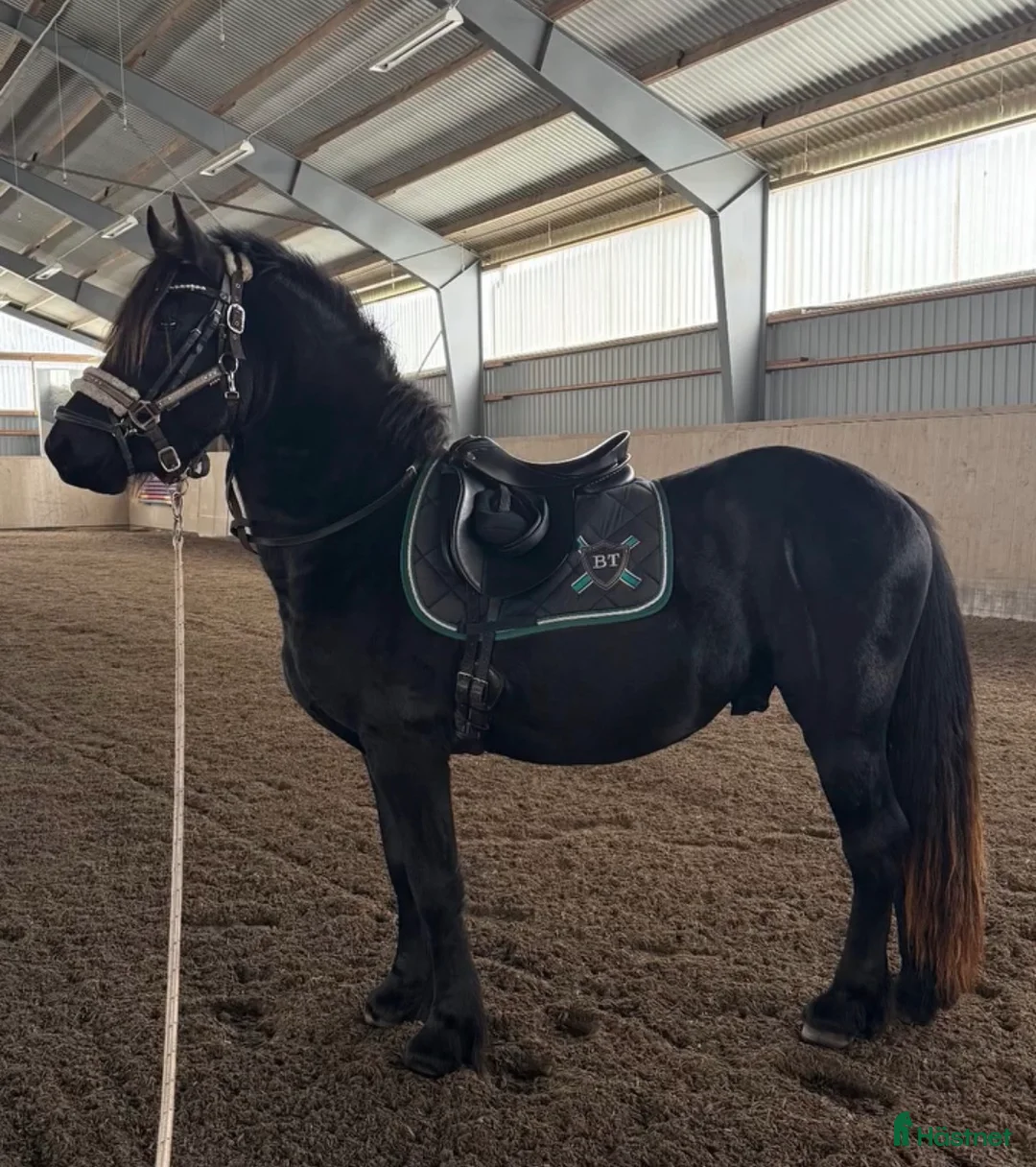 Övrigt hästar till salu: Charmig frieserkorsning – 4 årig unghingst - Annons 2