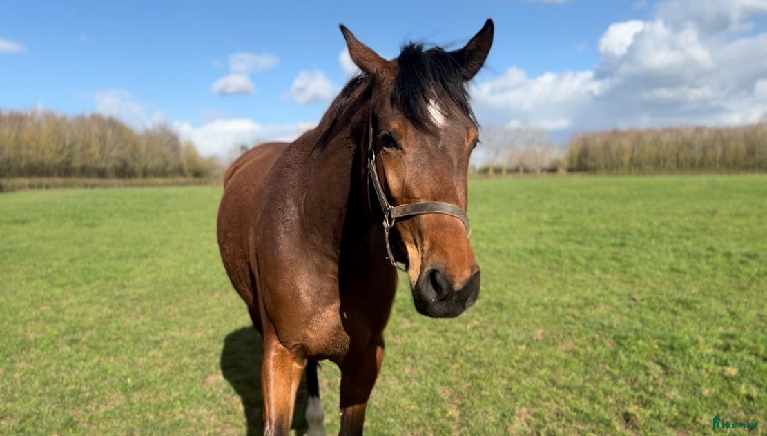  hästar 3-årigt sto e Emerald x Big Star x Lux Z - Annons 2