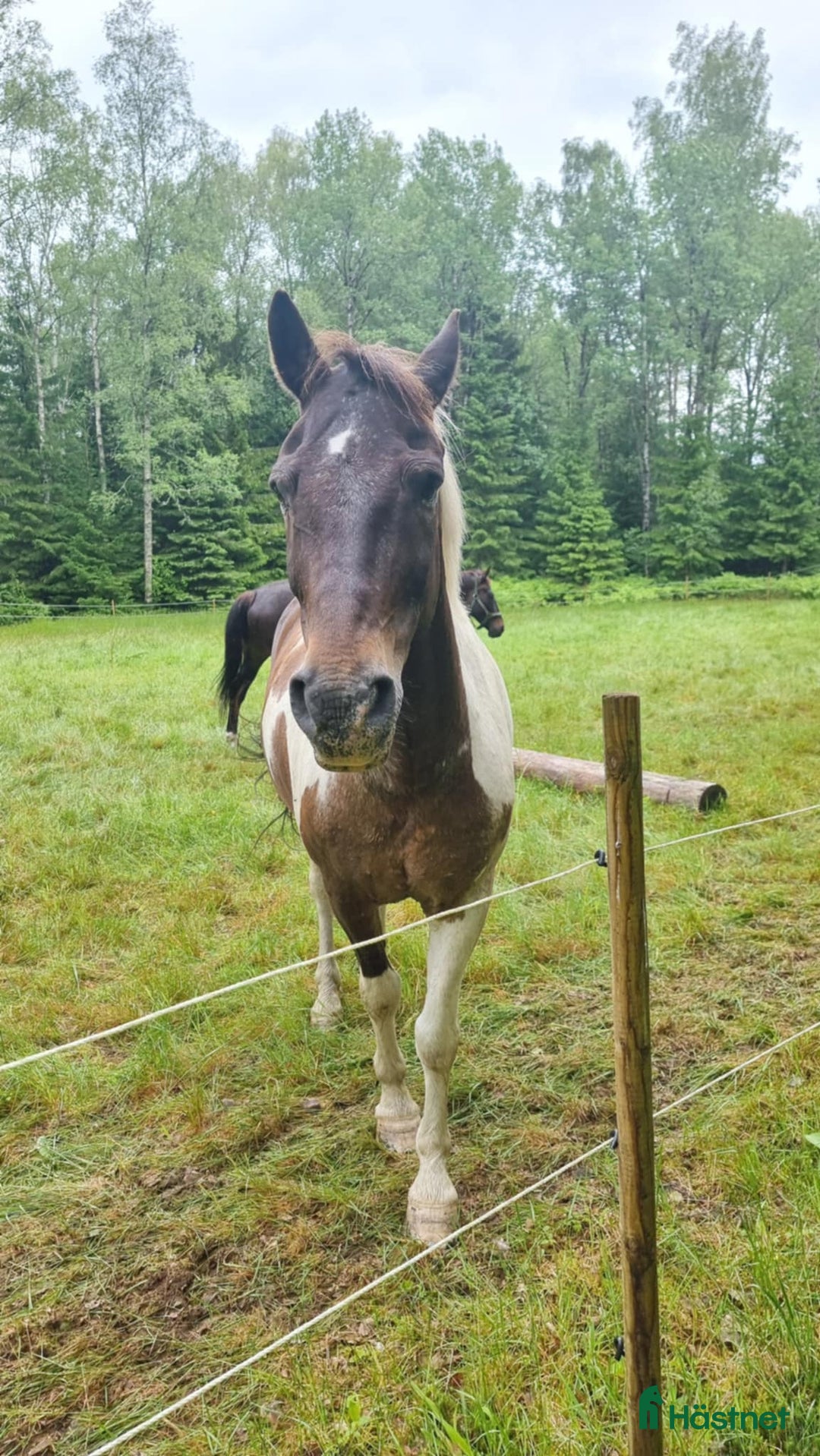 Allround hästar till salu: Dags för vår fina Charlie att hitta en ny ryttare i Munkedal - Annons 4