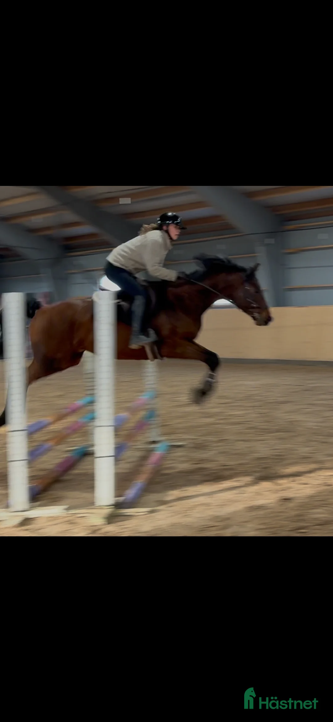 Allround hästar till salu: Välriden fin häst  i Tomelilla - Annons 2