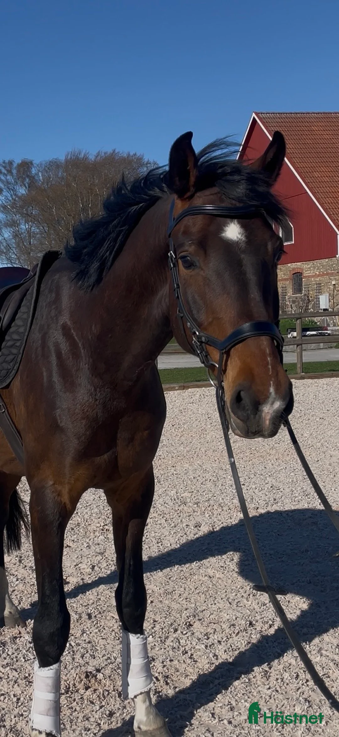 Dressyr hästar till salu: Fint framtidslöfte och bästa vän!🌟 - Annons 1