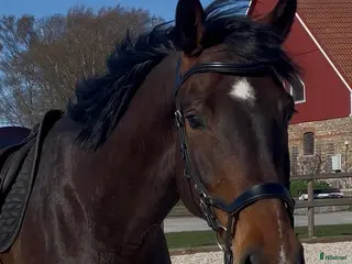 Dressyr hästar till salu: Fint framtidslöfte och bästa vän!🌟 - Annons 1