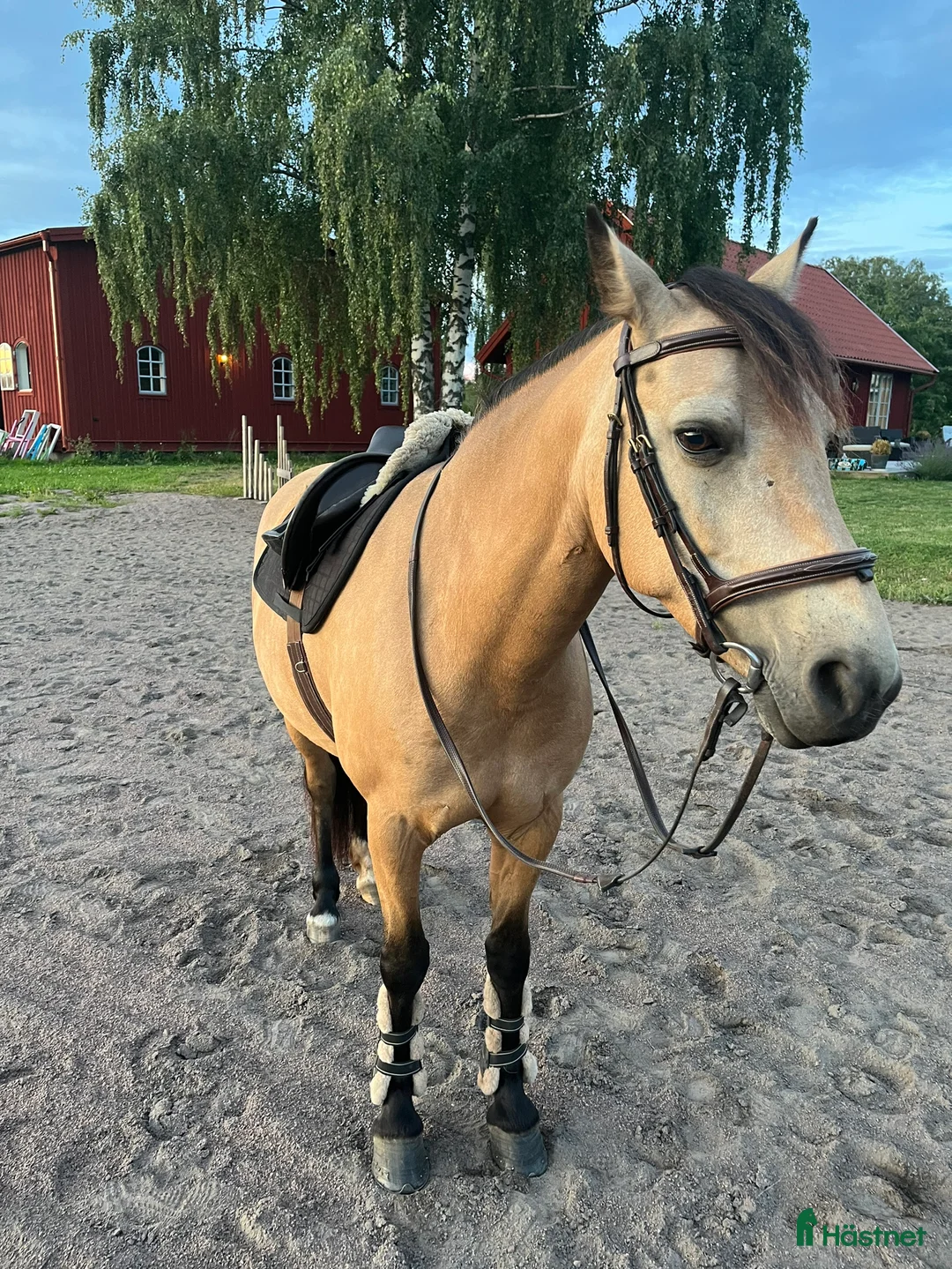 Allround hästar till salu: Svenskfödd connemara med stor kapacitet - Annons 2