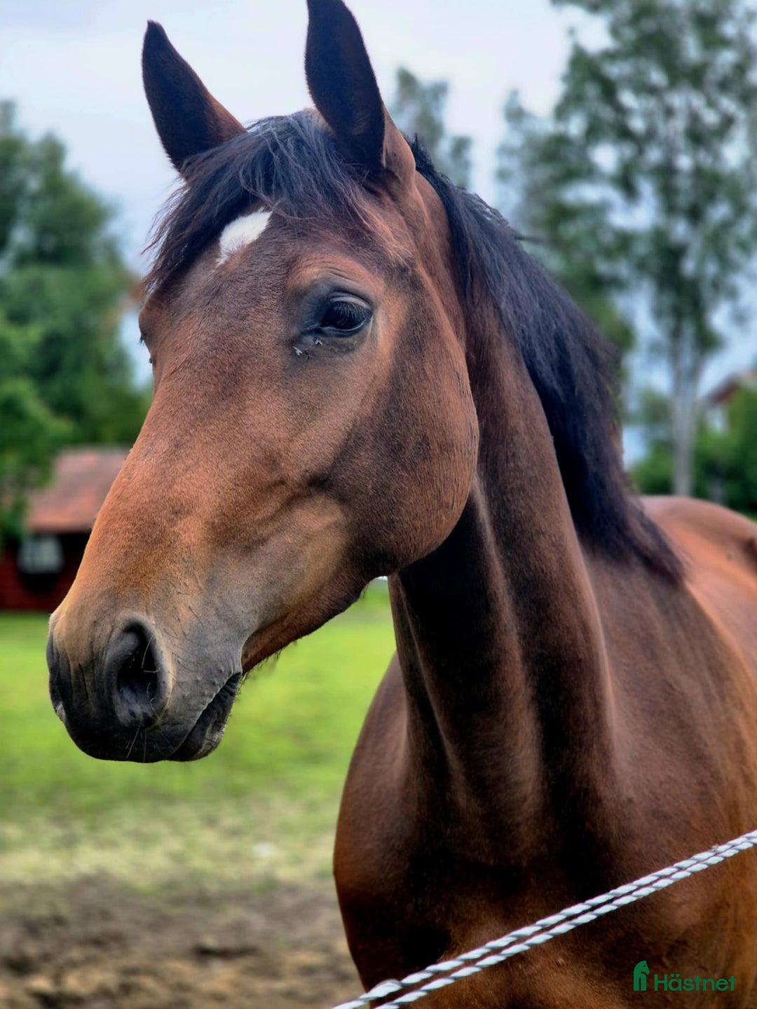 Hoppning hästar till salu: Fint 3 årigt sto efter Montevideo i Hudiksvall - Annons 3