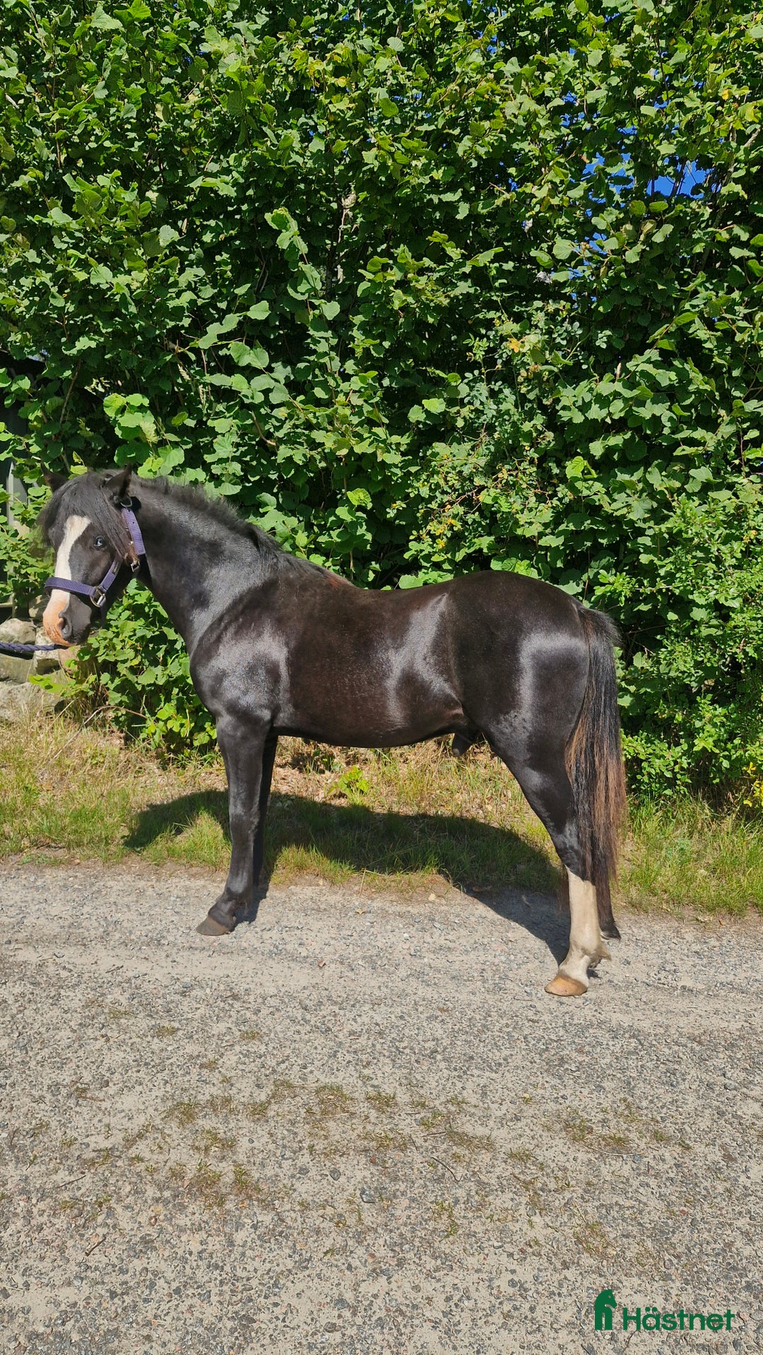 Allround hästar till salu: Welshponny i Varberg - Annons 3