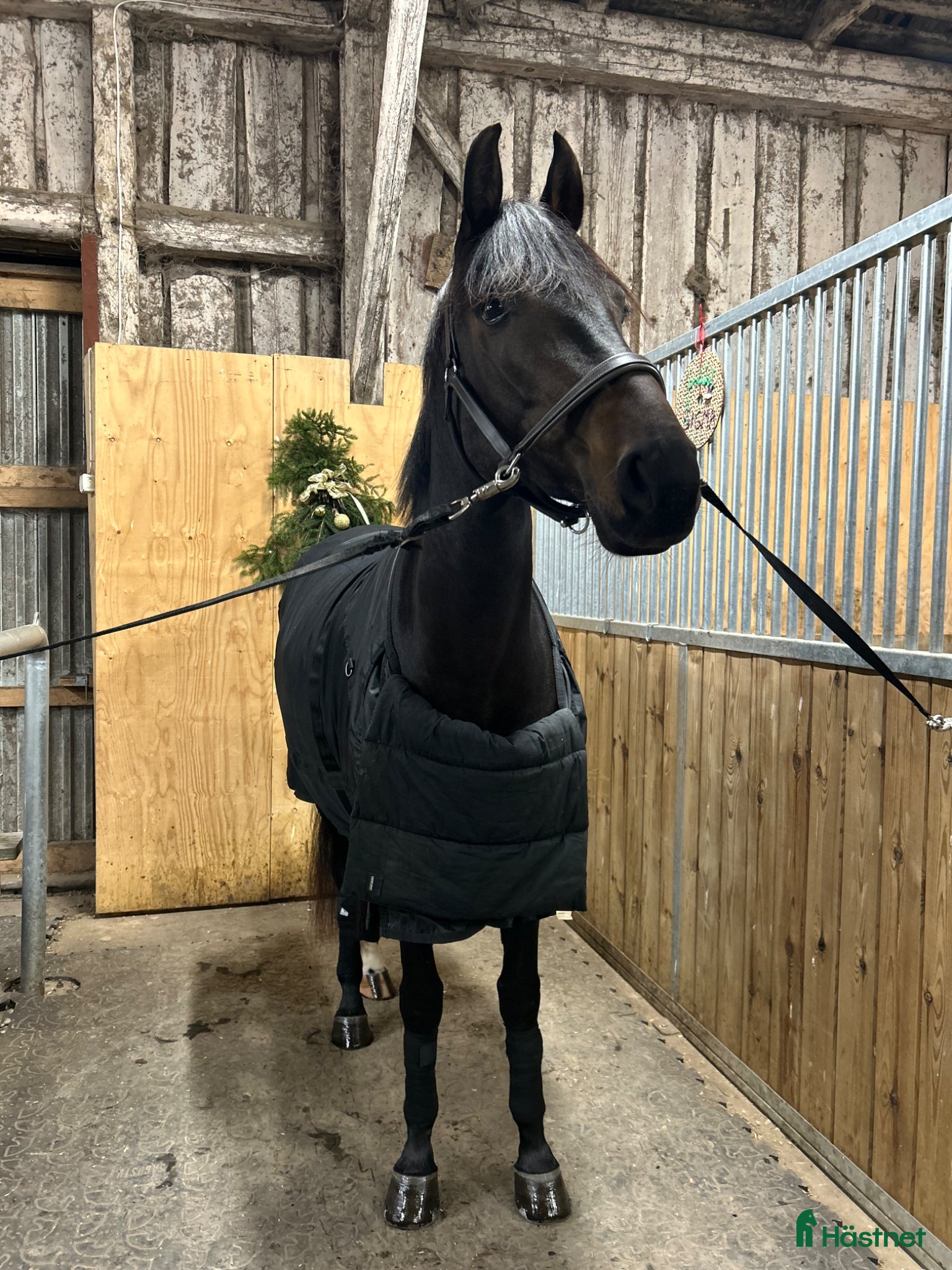  medryttarhäst finnes: Betalande medryttare  - Annons 9