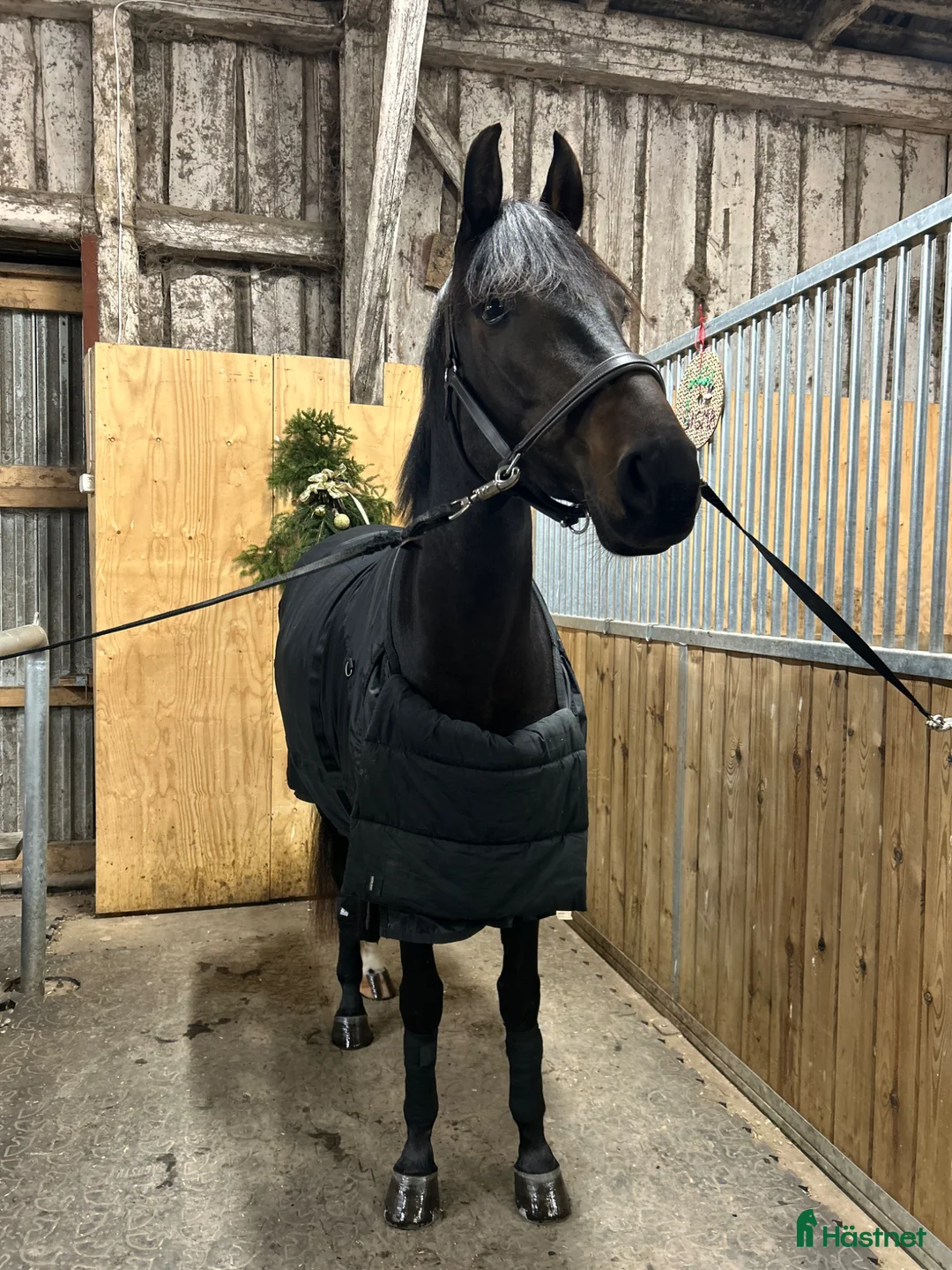  medryttarhäst finnes: Betalande medryttare  i Norrköping - Annons 1