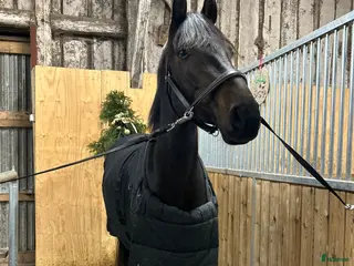 medryttarhäst finnes: Betalande medryttare - Annons 9