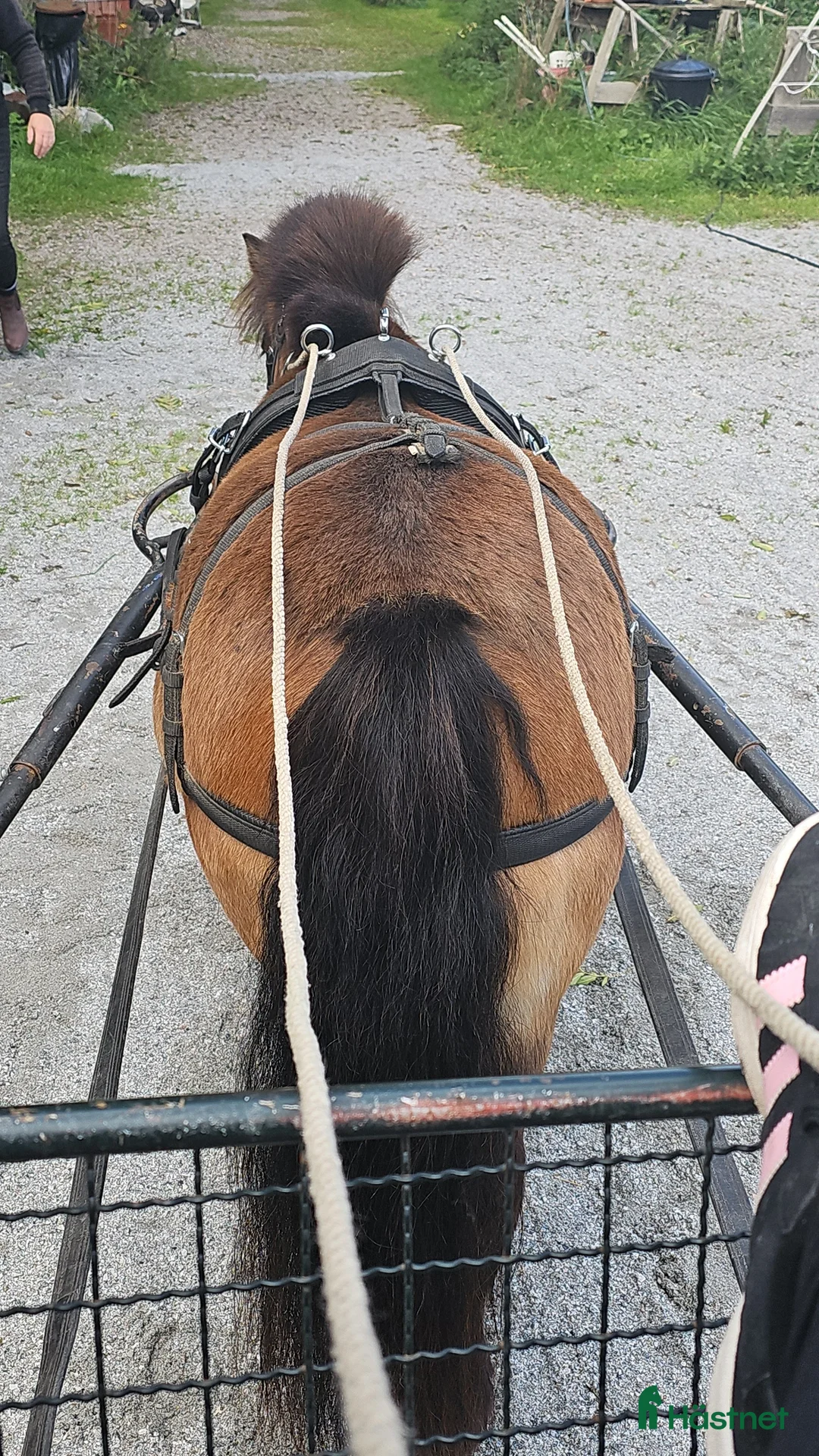 Galleribild {{count}}