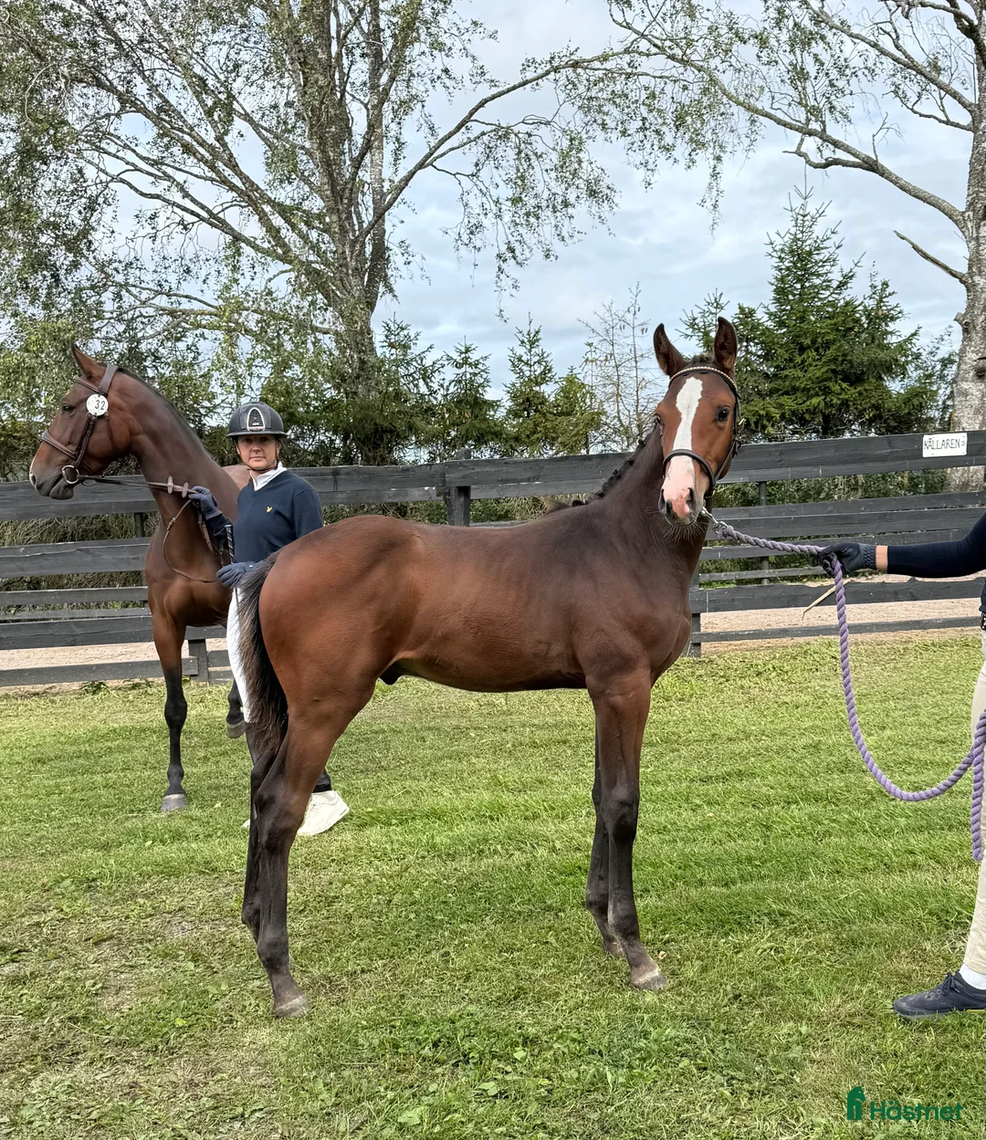 Hoppning hästar till salu: Hingst med toppstam! - Annons 2