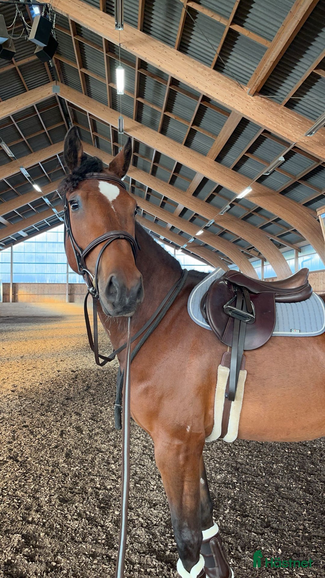 Hoppning hästar till salu: Okomplicerad 3åring för framtiden ☀️ i Linköping - Annons 5