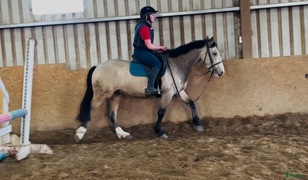 Allround hästar till salu: Gorgeous Dun Gelding i Ljungby - Annons 12