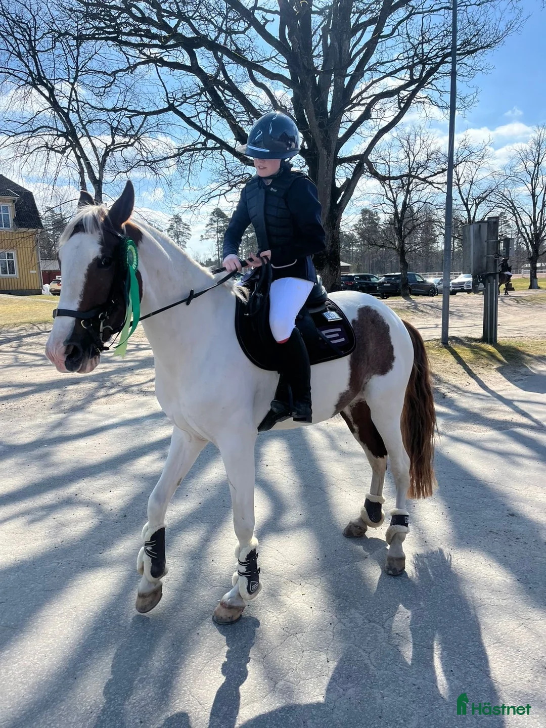 Hoppning hästar till salu: Luna  - Annons 2