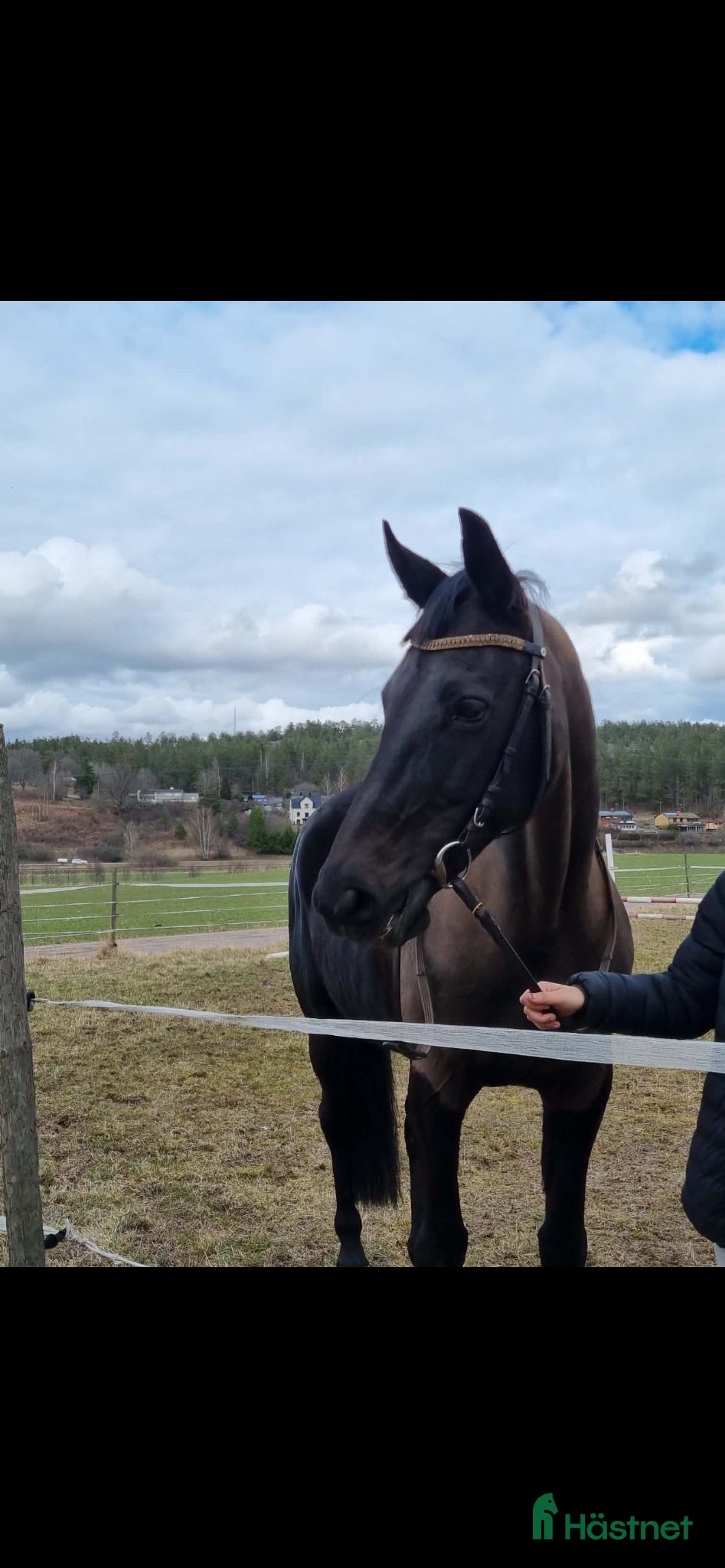  hästar Zandra vingboons trav sto - Annons 13