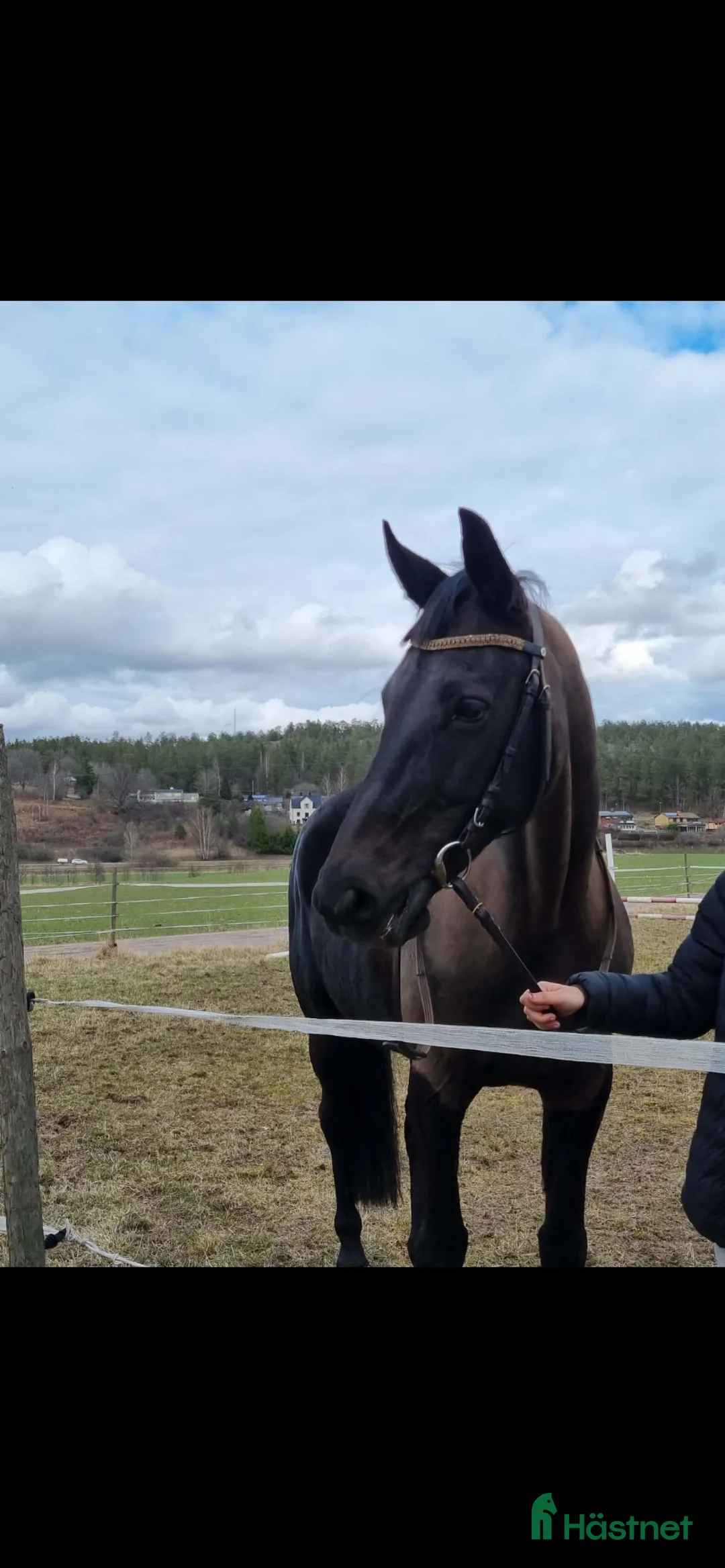 Allround hästar till salu: Zandra vingboons trav sto i Gamleby - Annons 1