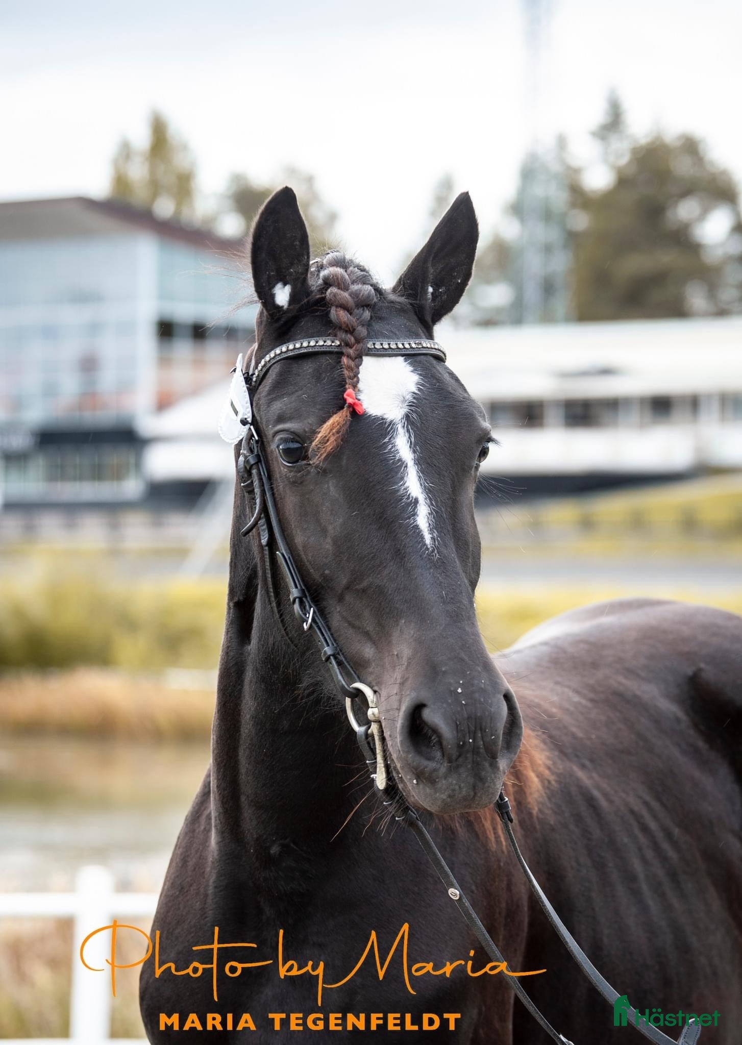  hästar Avelssto alt ridtravare - Annons 1