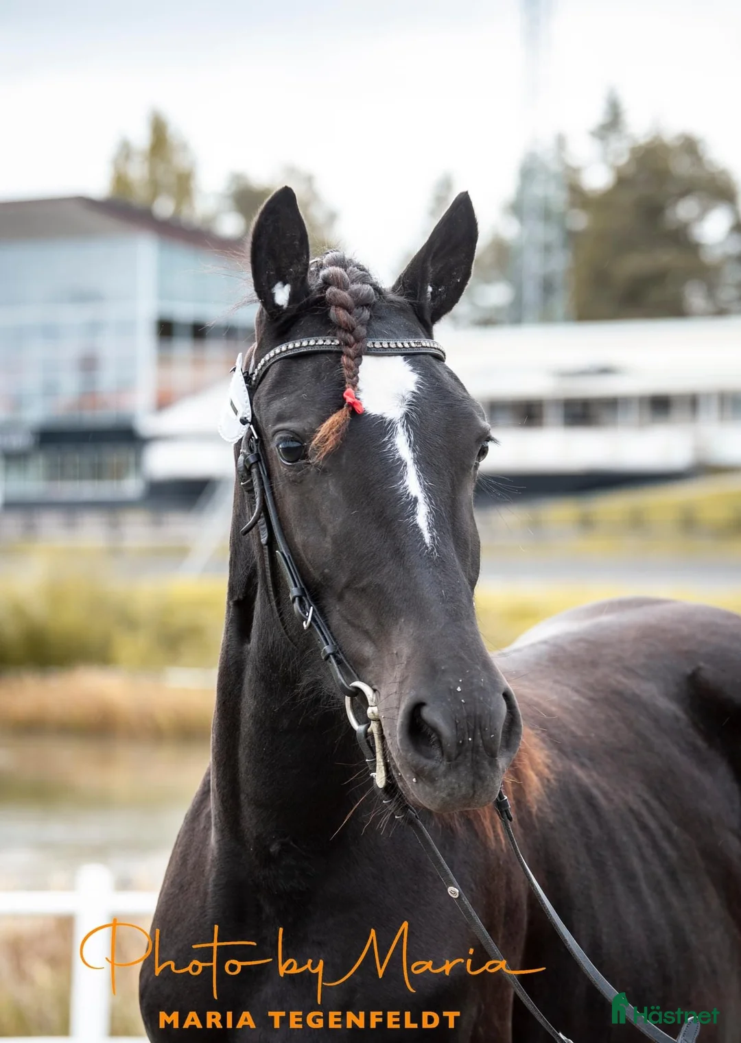 Trav hästar till salu: Avelssto alt ridtravare i Kovland - Annons 1