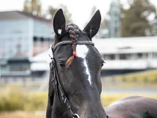 hästar Avelssto alt ridtravare - Annons 1