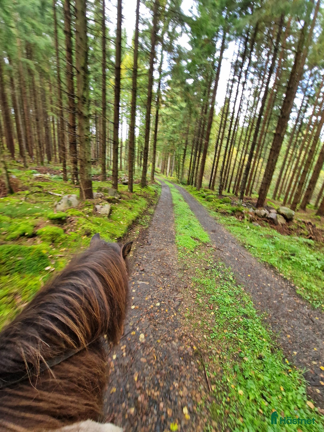  stallplats finnes: Granetorps Framtid 🥰 - lösdrift för islandshästar i Tyringe - Annons 13