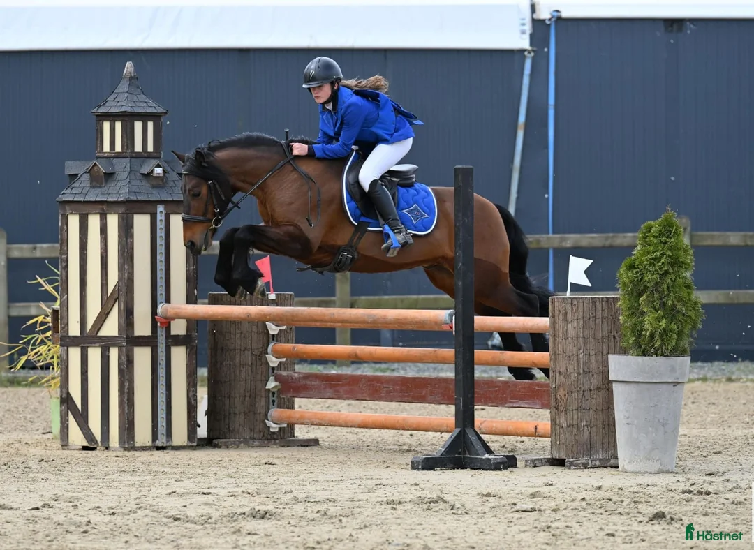 Hoppning hästar till salu: Competitive 138 C Schoolmaster Pony in France  i Stockholm - Annons 8