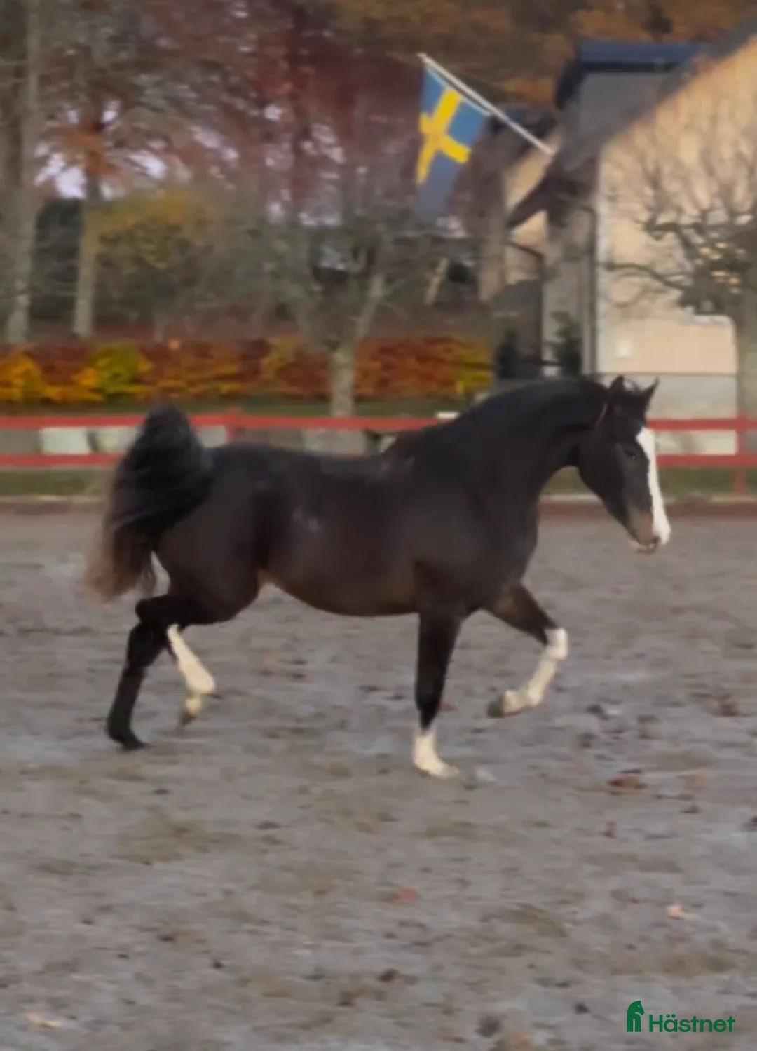 Sällskap hästar till salu: Vackert sto till sällskap/avel - Annons 3