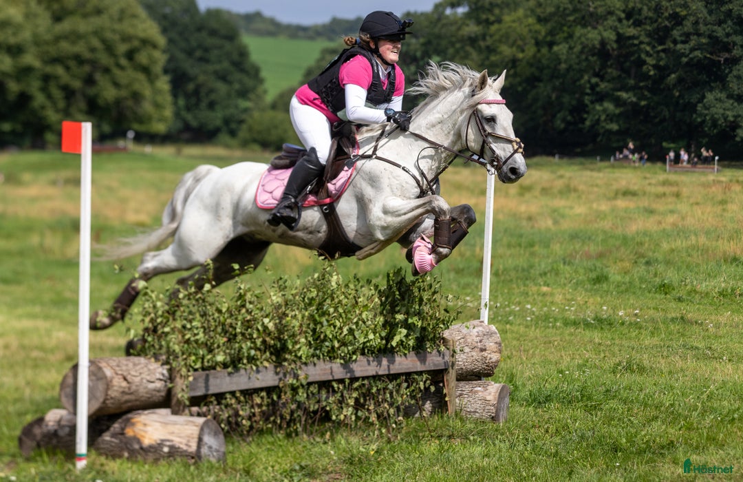 Allround hästar till salu: 🌟Oslipad diamant🌟 i Kinnared - Annons 5