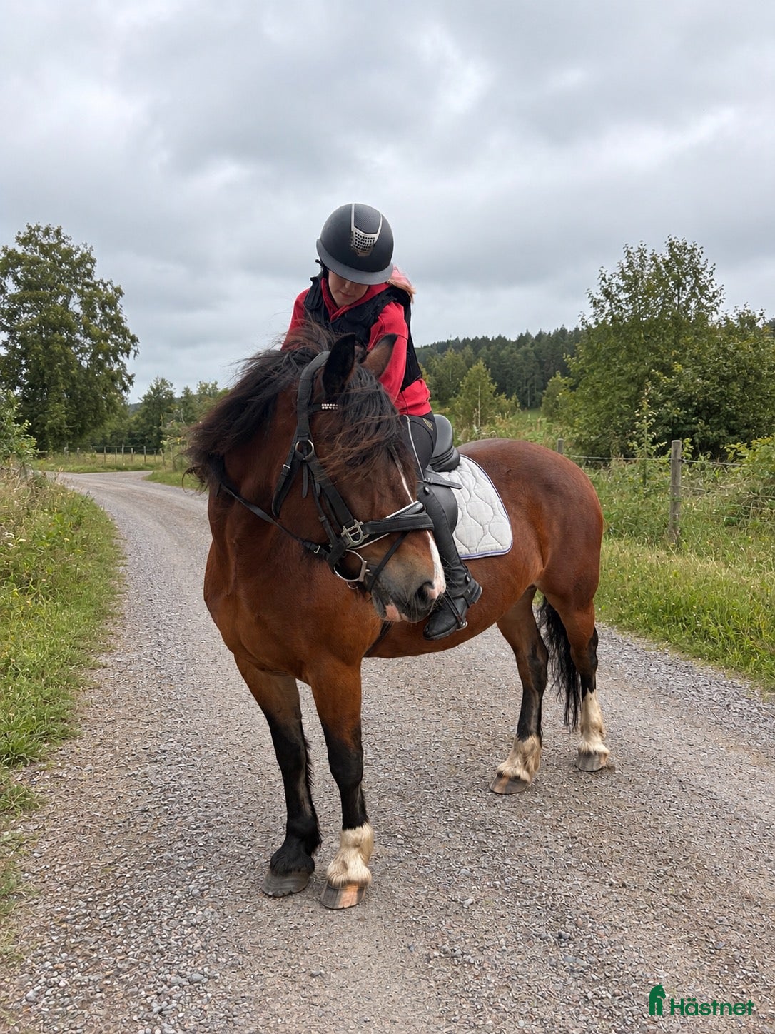  hästar Fina Freya söker nytt hem - Annons 12