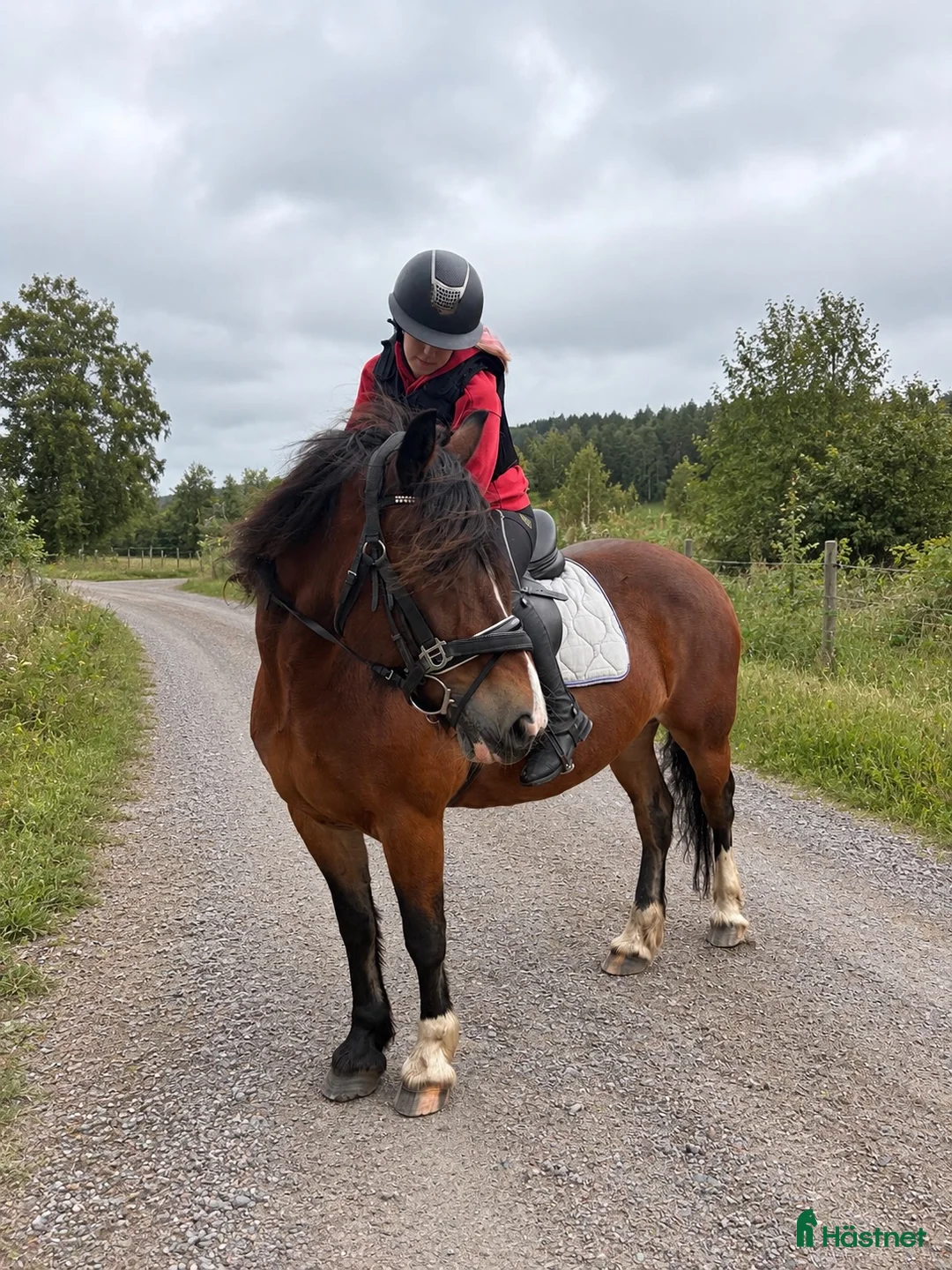 Allround hästar till salu: Fina Freya söker nytt hem - Annons 1