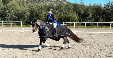  hästar i Kvissleby - Annons 5