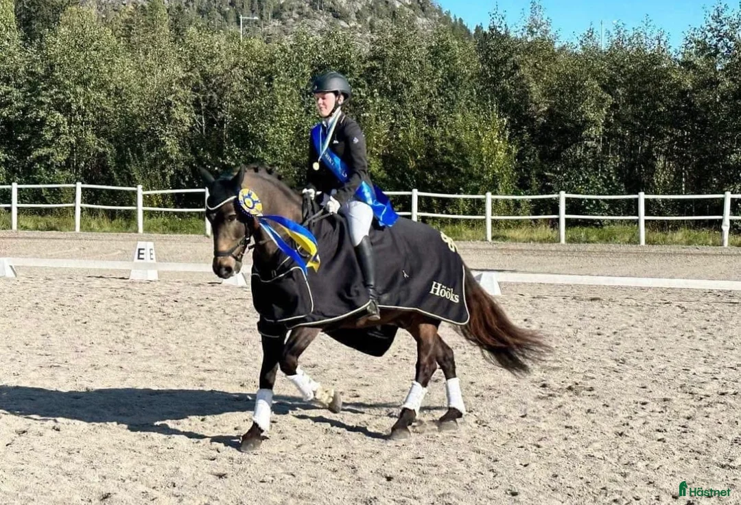 Dressyr hästar till salu: Guldkille till salu! i Kvissleby - Annons 2