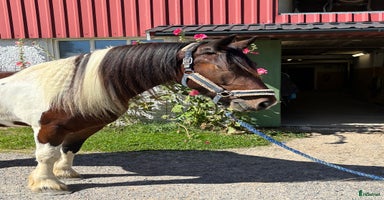  hästar i Nol - Annons 14
