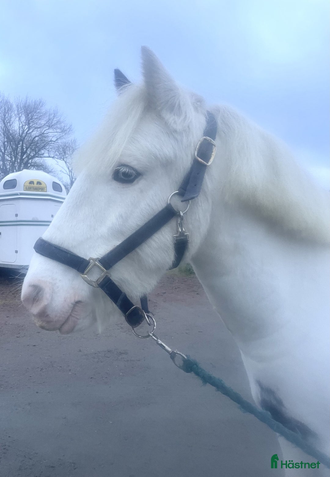 Allround hästar till salu: Ljuvlig maxad b-ponny! i Kärna - Annons 2