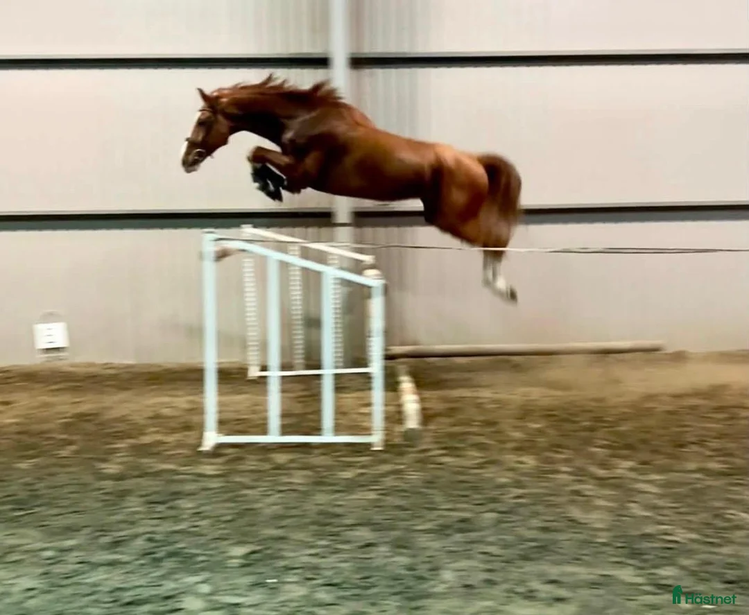 Allround hästar till salu: Välriden häst som syns i mängden🌟 - Annons 2