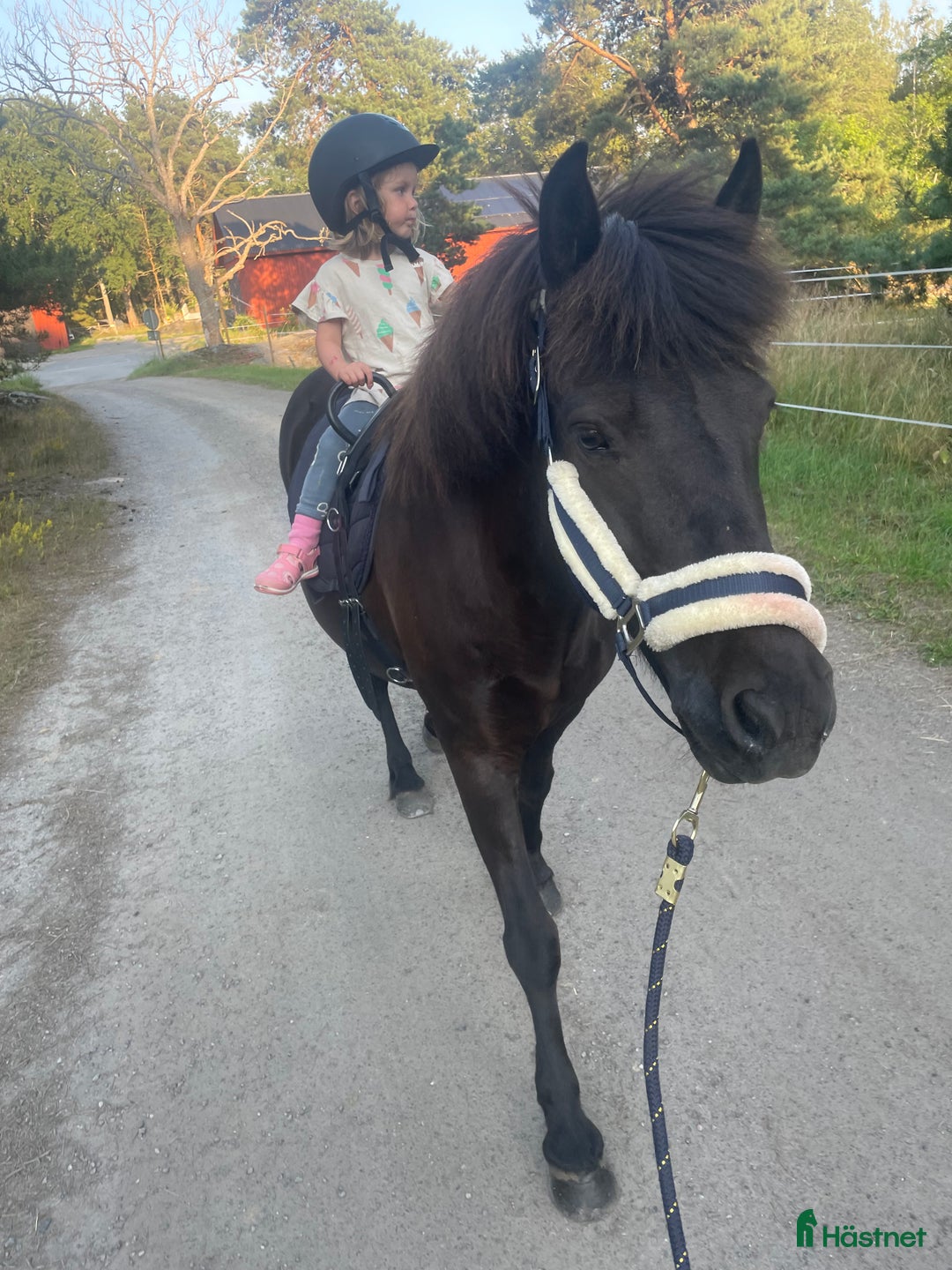 Island hästar till salu: Välutbildat och piggt roligt sto i Värmdö - Annons 5