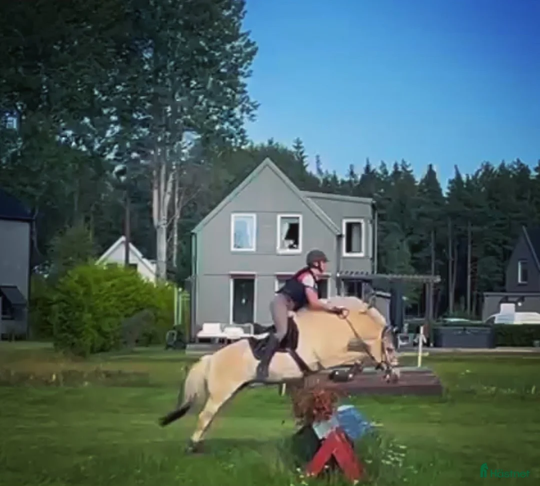  medryttarhäst finnes: Dressyr intresserad ryttare sökes till Fjording i Västerhaninge - Annons 23