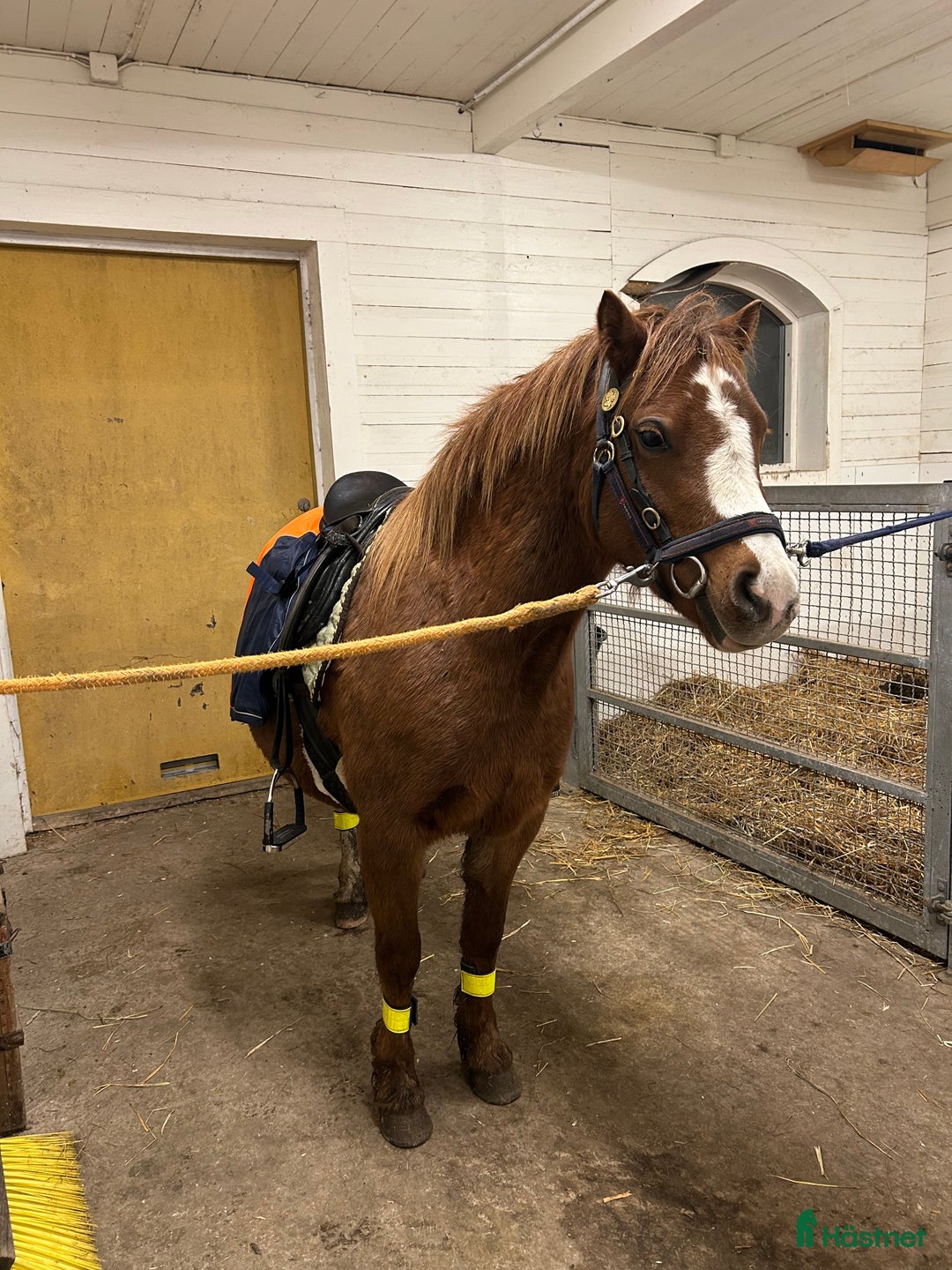 Allround hästar till salu: Supersocialt Welsh Mountainsto! Under inridning  i Heby - Annons 3