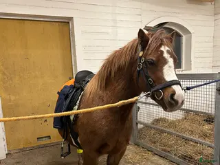 hästar Supersocialt Welsh Mountainsto! Under inridning - Annons 11