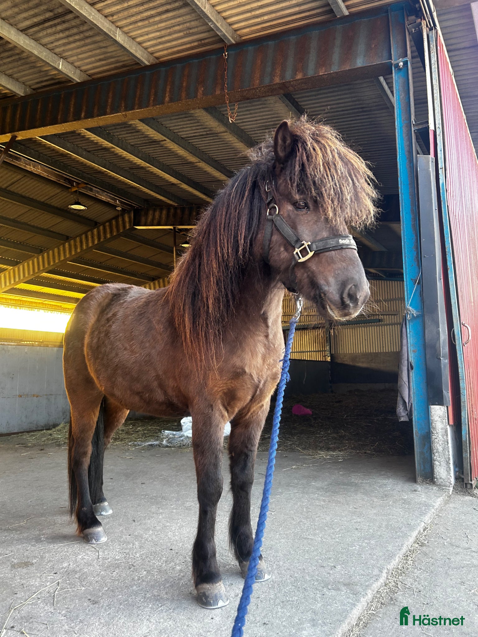  hästar Otroligt charmig kille blivande famhäst - Annons 5