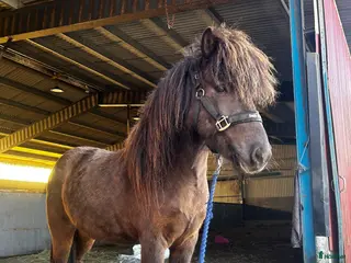 hästar Otroligt charmig kille blivande famhäst - Annons 5