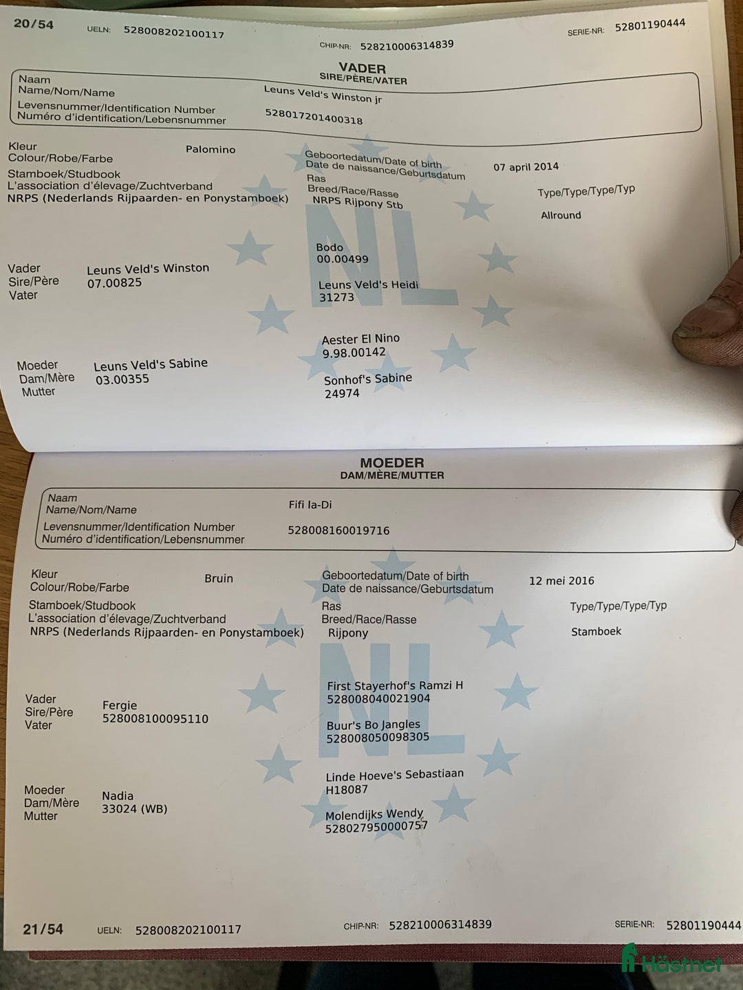 Hoppning hästar till salu: Supercool allroundponny  i Undrom - Annons 3