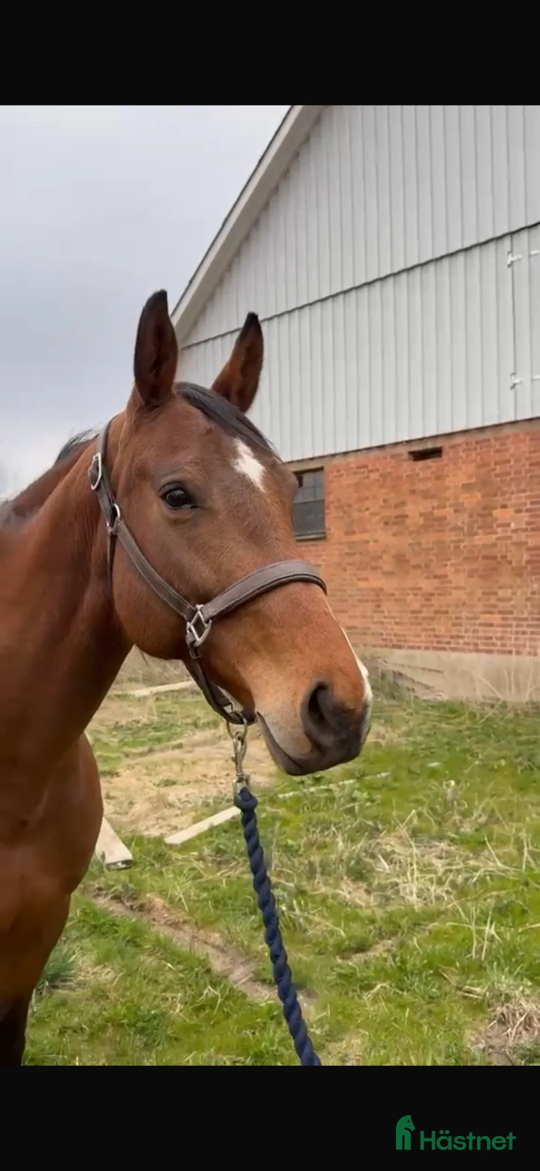 Avelshästar hästar till salu: Fint sto till avel i Kågeröd - Annons 2