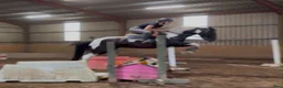 Allround hästar till salu: Beautiful coloured mare  - Annons 8