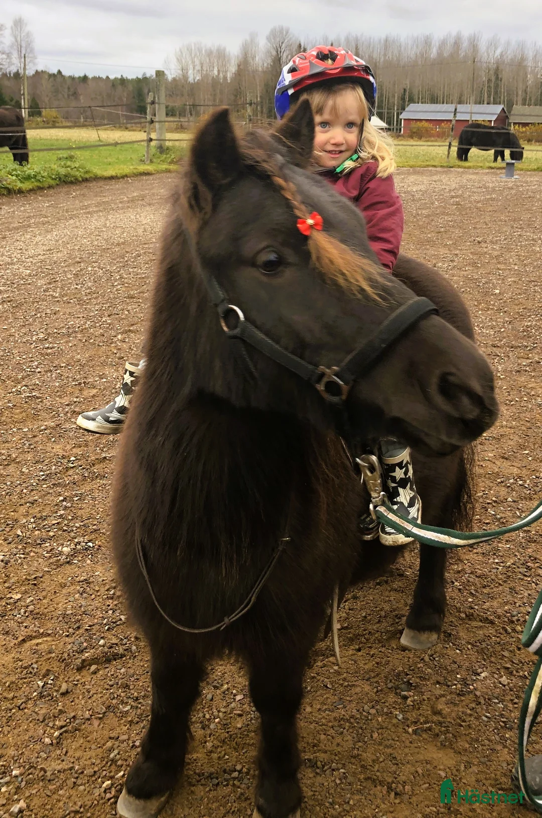 Allround hästar till salu: Charmig allroundshettis i Älgarås - Annons 5
