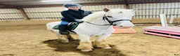 Allround hästar till salu: Gorgeous Palomino gelding  - Annons 7