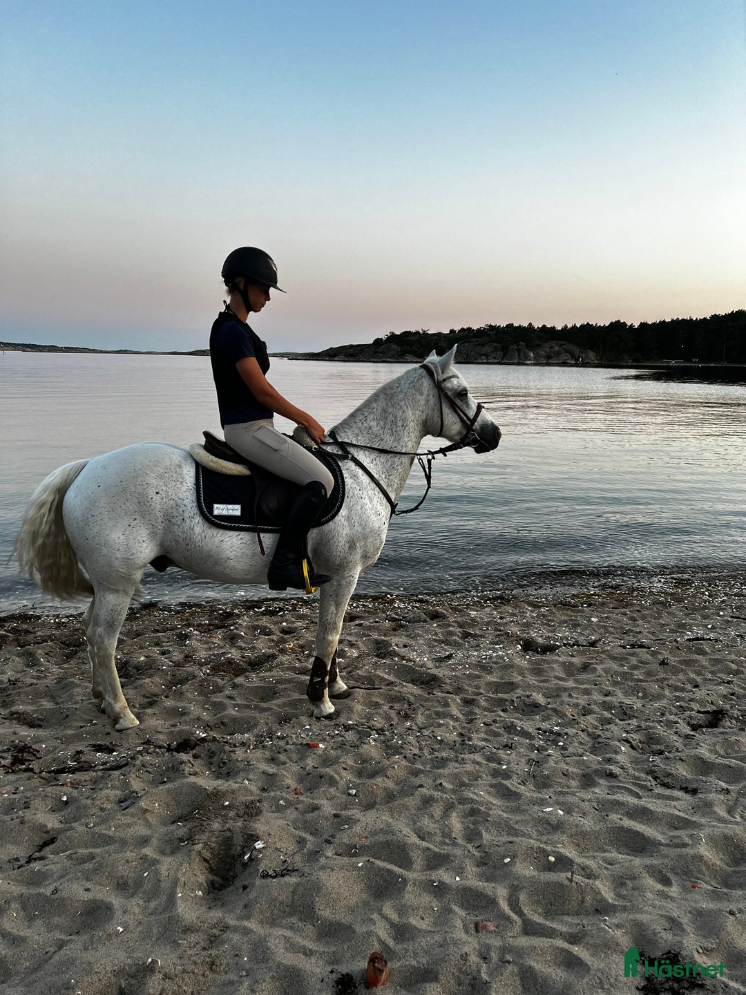 Allround hästar till salu: Härlig allroundponny  i Solna - Annons 6