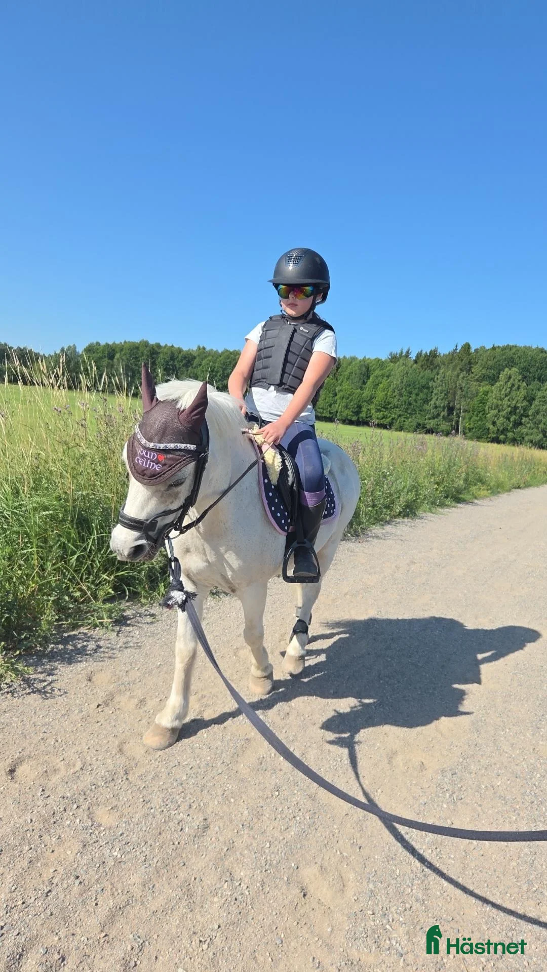 Sällskap hästar till salu: Sökersöt liten B ponny  - Annons 2