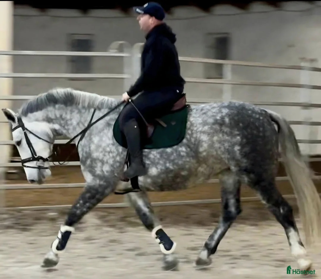 Allround hästar till salu: Incredible looking Allrounder for New Year - Annons 5