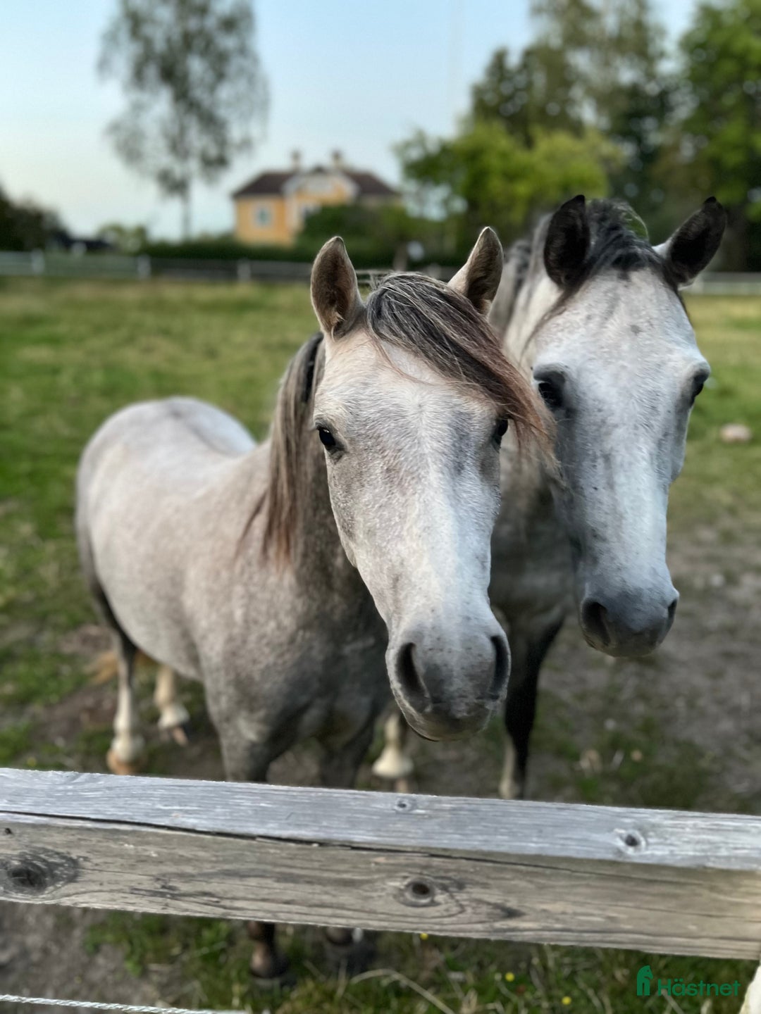 Allround hästar till salu: Sockersöt ungponny  i Björkvik - Annons 2