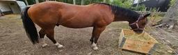 Western hästar till salu: Fin Quarter Horse-valack, 14 år, söker nytt hem  - Annons 1